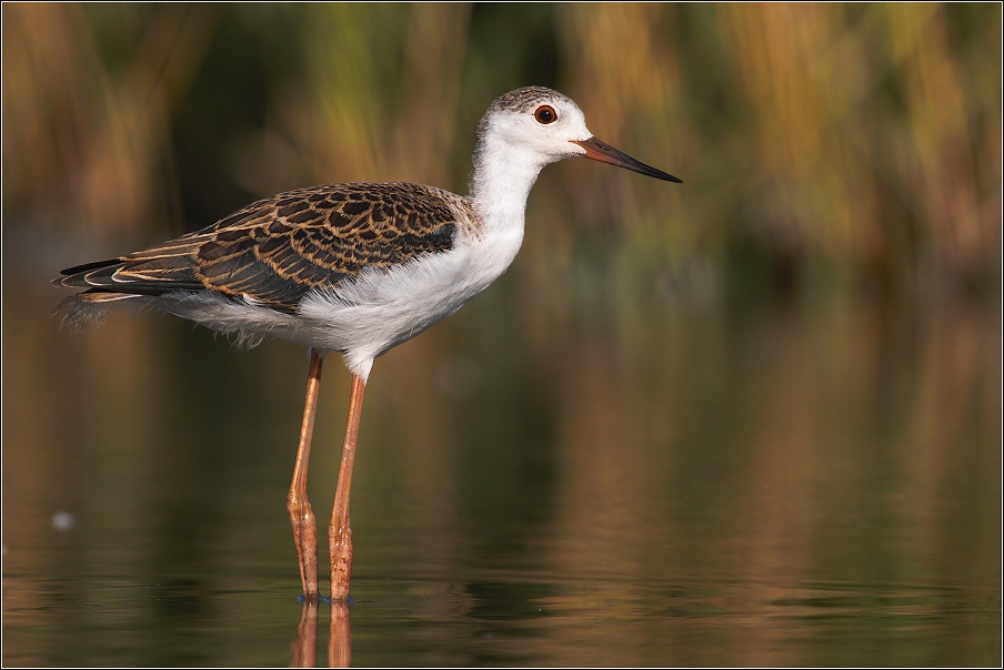 Pisila čáponohá ( Himantopus himantopus )