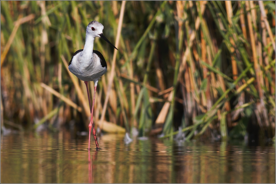 Pisila čáponohá ( Himantopus himantopus )