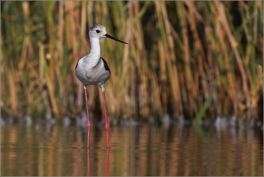 Pisila čáponohá ( Himantopus himantopus )