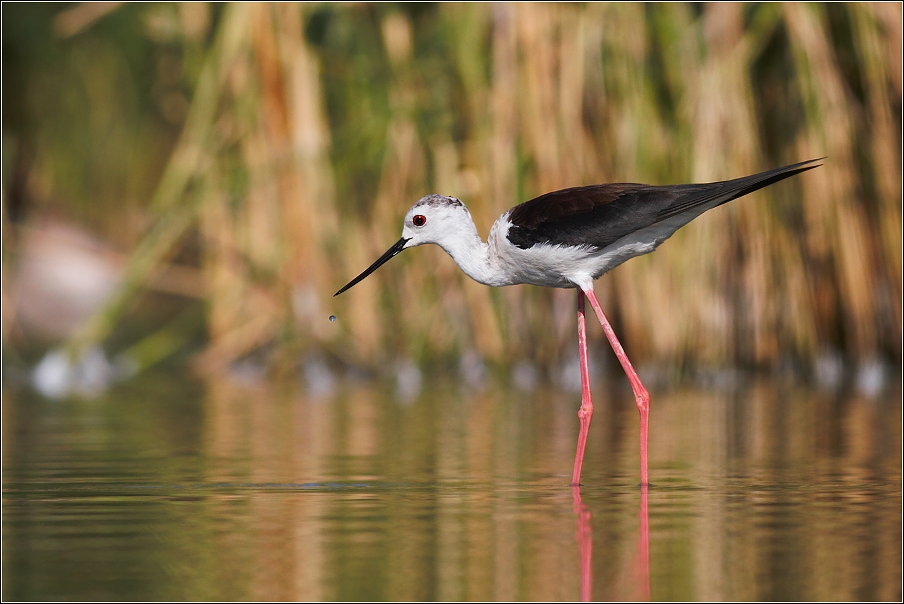 Pisila čáponohá ( Himantopus himantopus )