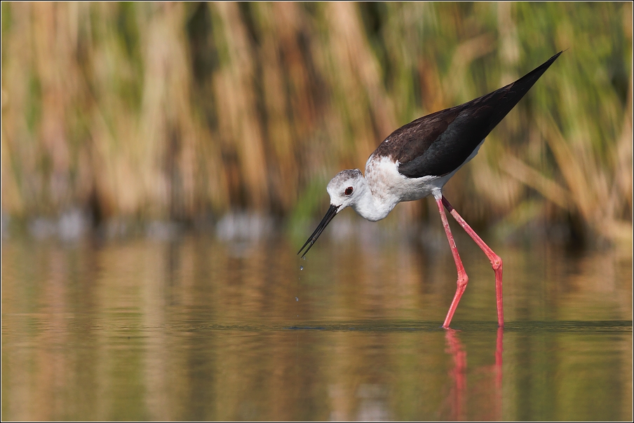 Pisila čáponohá ( Himantopus himantopus )