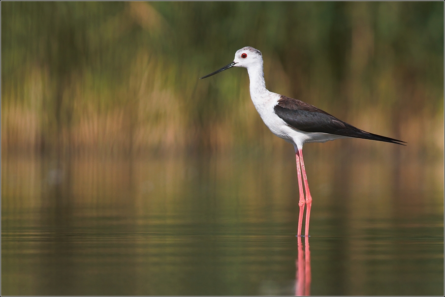 Pisila čáponohá ( Himantopus himantopus )