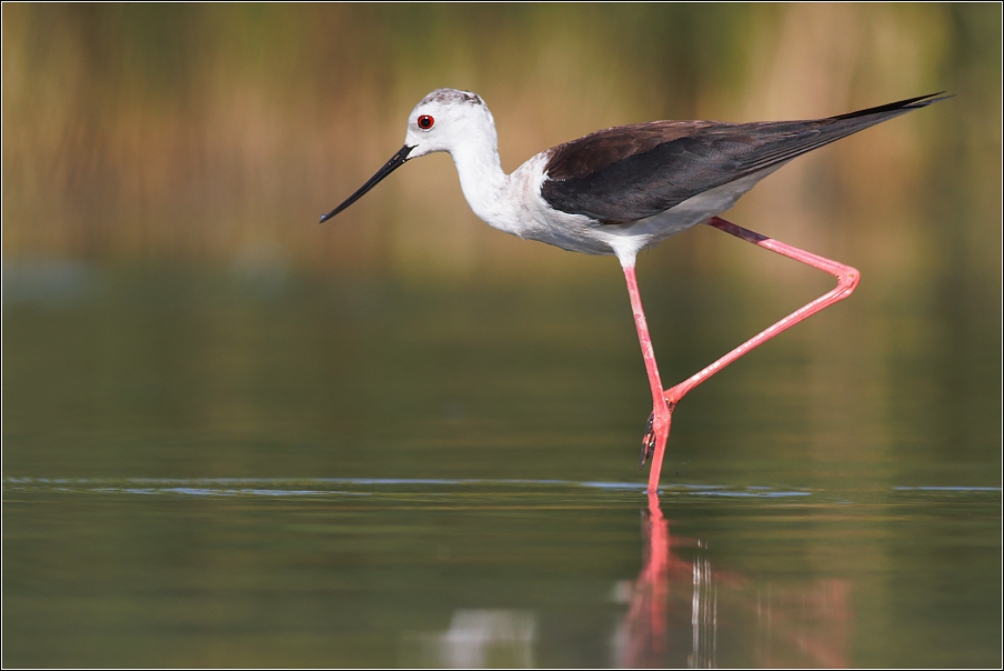 Pisila čáponohá ( Himantopus himantopus )