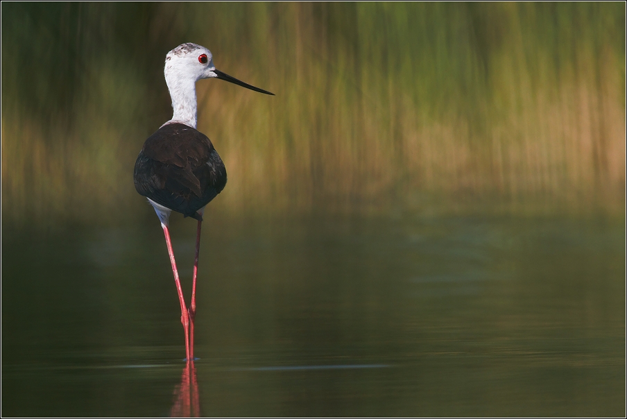 Pisila čáponohá ( Himantopus himantopus )