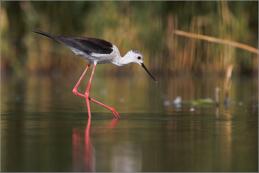 Pisila čáponohá ( Himantopus himantopus )