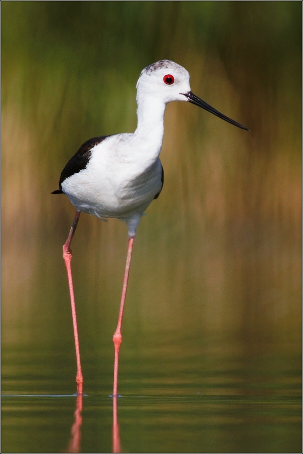 Pisila čáponohá ( Himantopus himantopus )