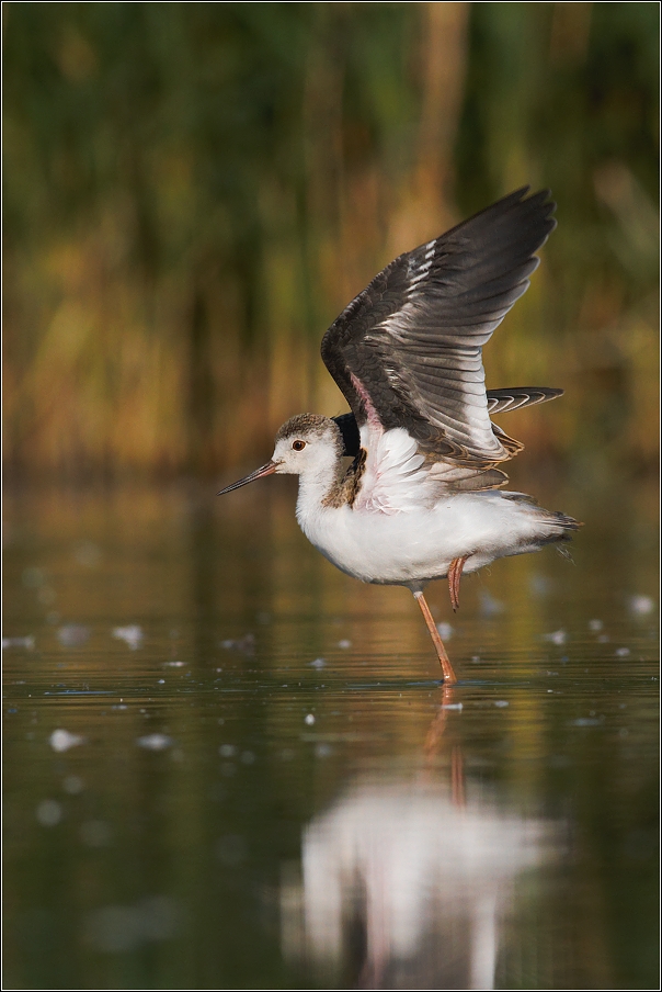 Pisila čáponohá ( Himantopus himantopus )