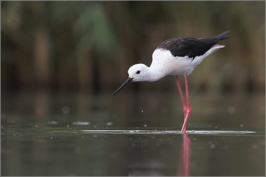 Pisila čáponohá ( Himantopus himantopus )