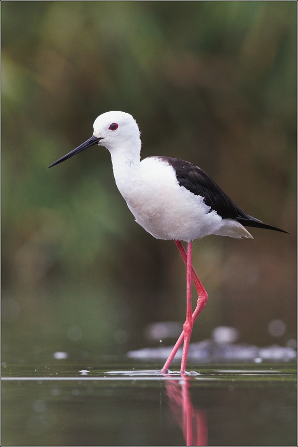 Pisila čáponohá ( Himantopus himantopus )