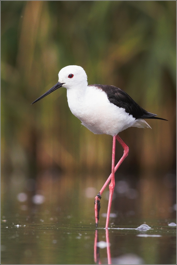 Pisila čáponohá ( Himantopus himantopus )