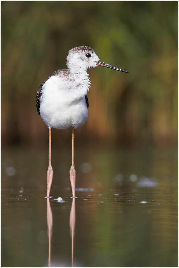 Pisila čáponohá ( Himantopus himantopus )