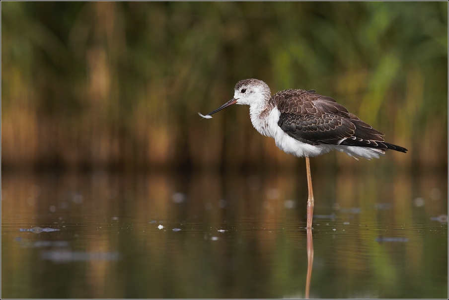 Pisila čáponohá ( Himantopus himantopus )