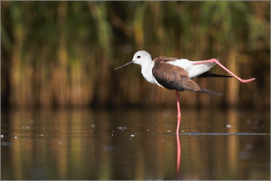 Pisila čáponohá ( Himantopus himantopus )