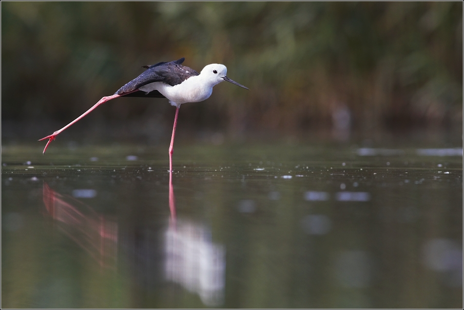 Pisila čáponohá ( Himantopus himantopus )