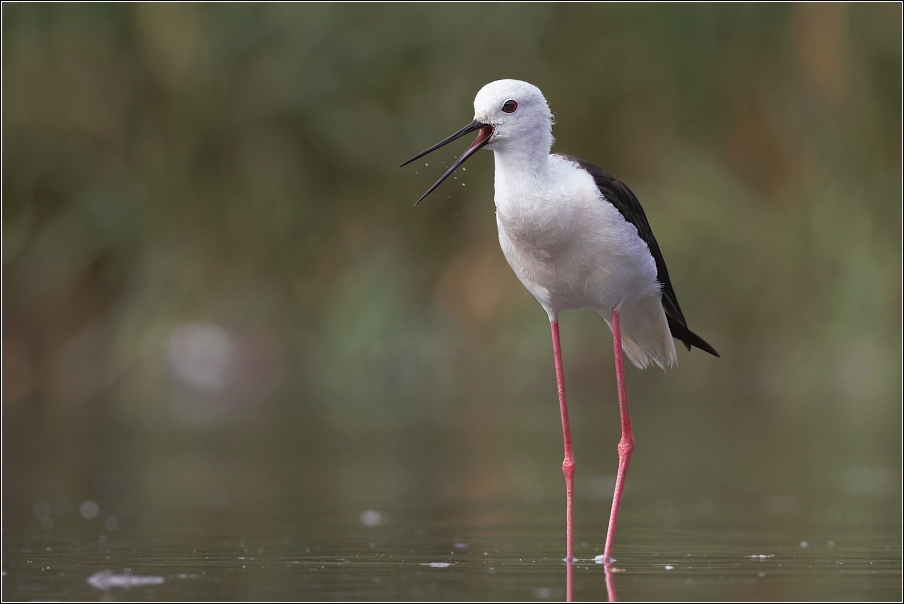 Pisila čáponohá ( Himantopus himantopus )