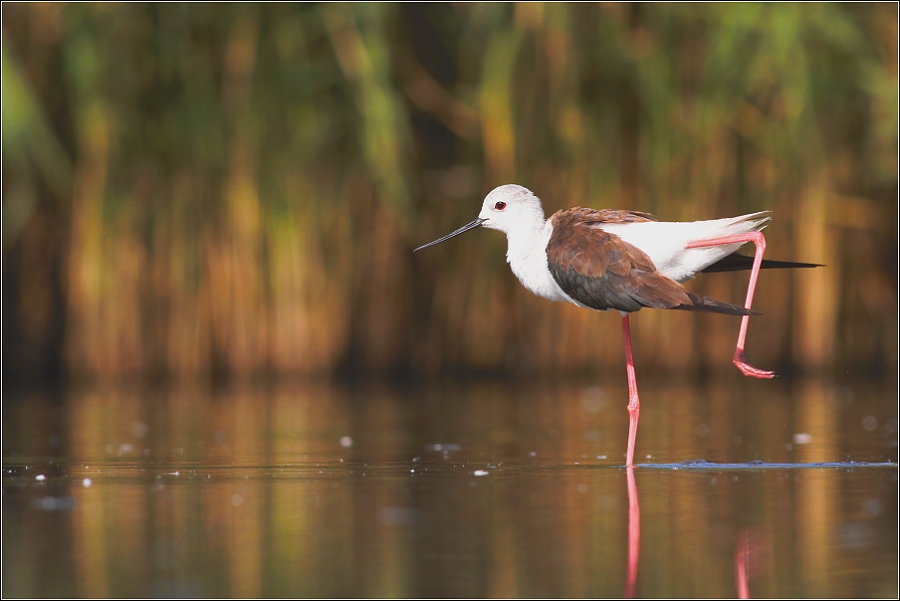 Pisila čáponohá ( Himantopus himantopus )