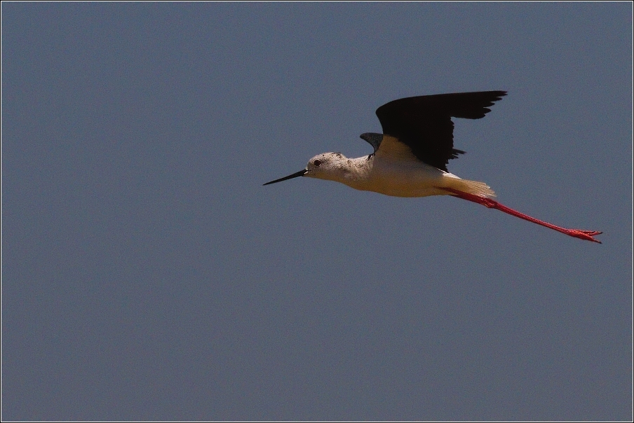 Pisila čáponohá  ( Himantopus himantopus )