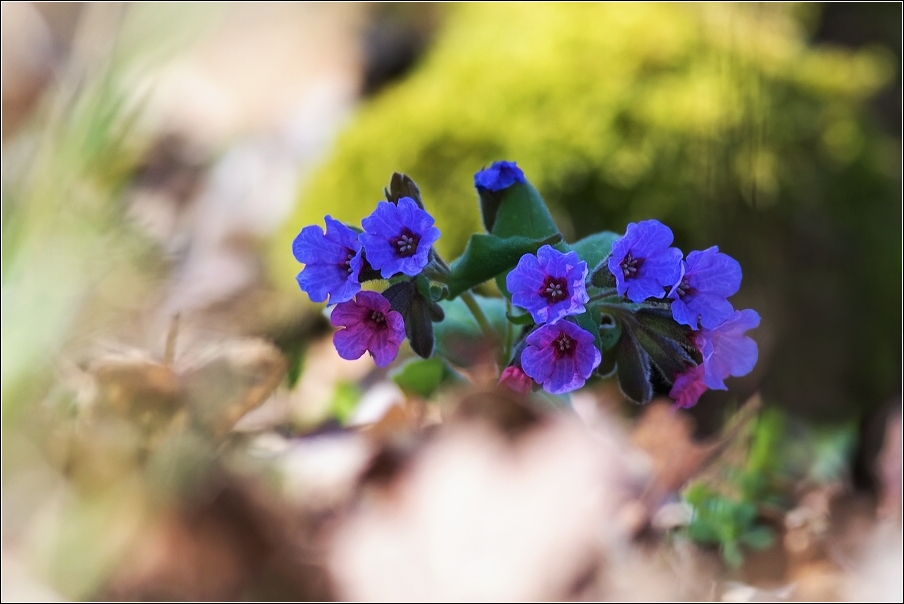 Plicník lékařský  ( Pulmonaria officinalis )