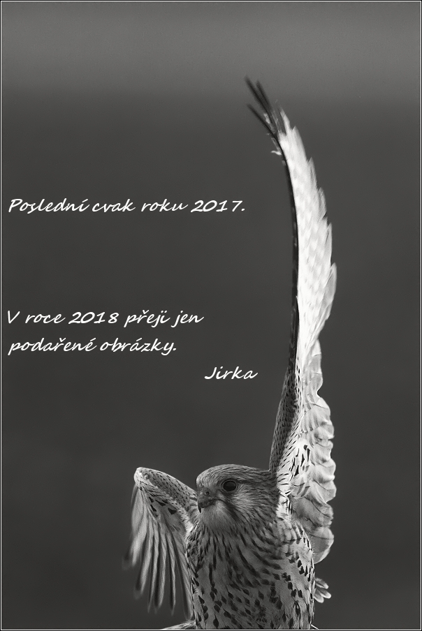 Poštolka obecná