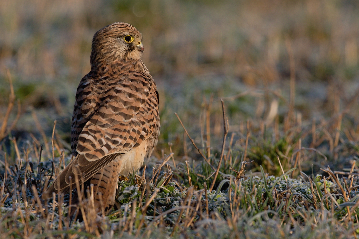 Poštolka obecná  ( Falco tinnunculus )