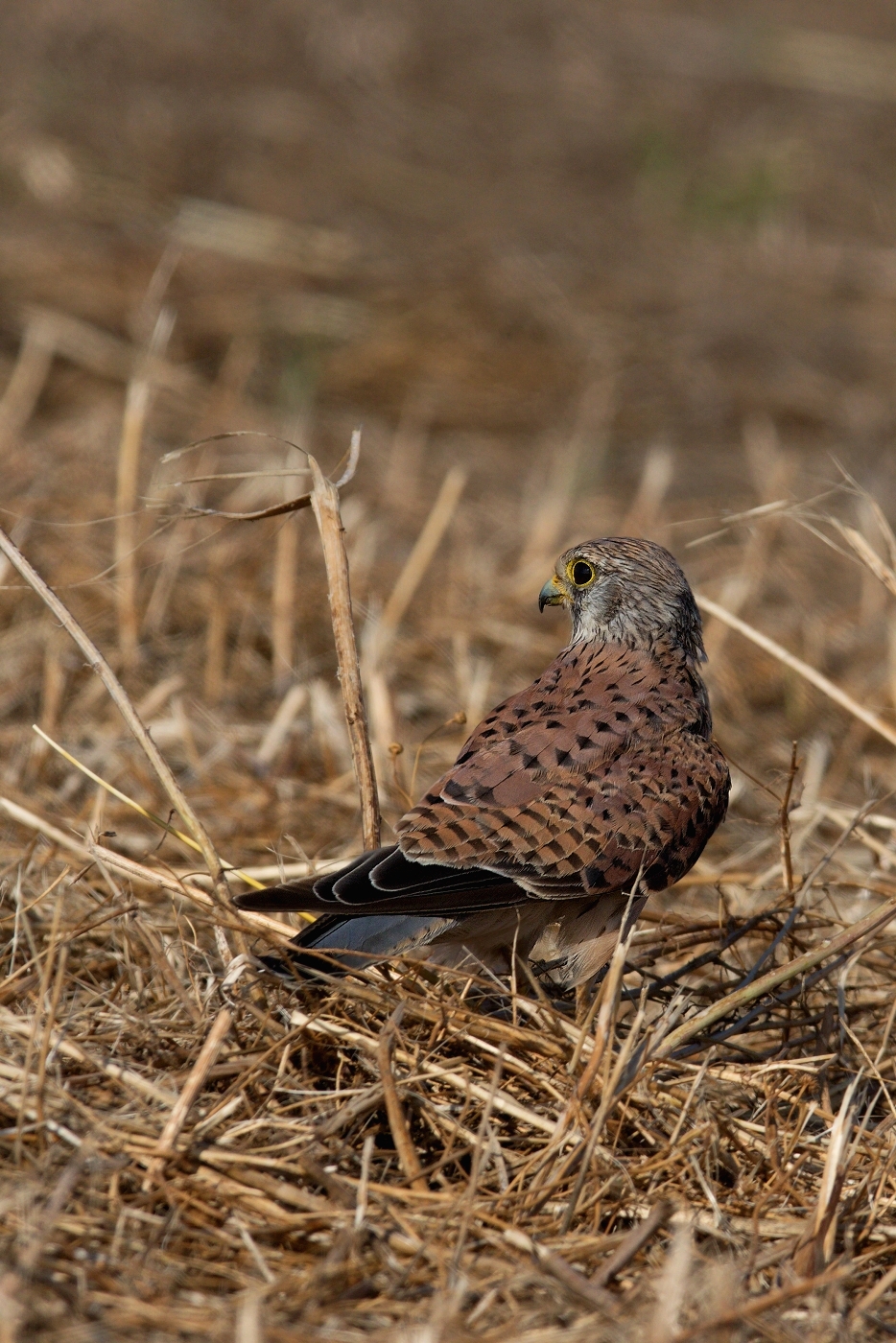 Poštolka obecná  ( Falco tinnunculus )