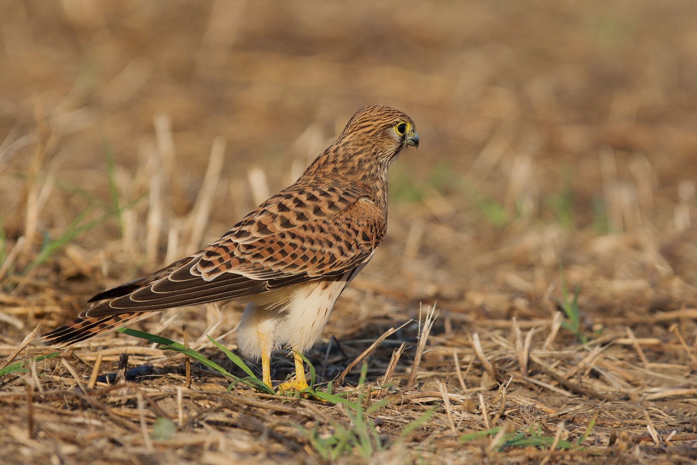 Poštolka obecná  ( Falco tinnunculus )