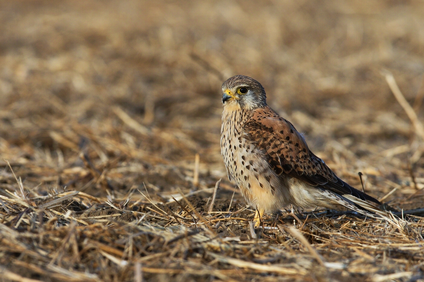 Poštolka obecná  ( Falco tinnunculus )