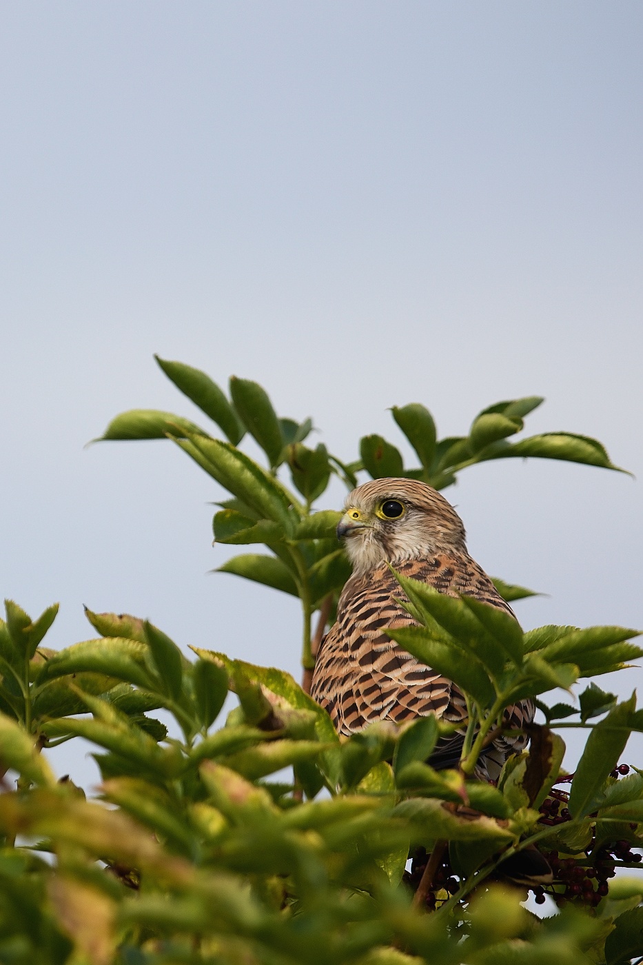 Poštolka obecná  ( Falco tinnunculus )