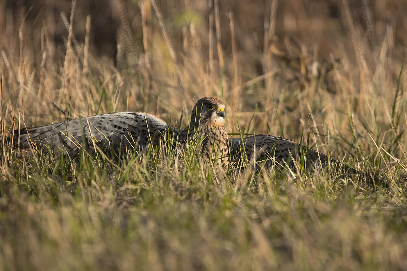 Poštolka obecná  ( Falco tinnunculus )