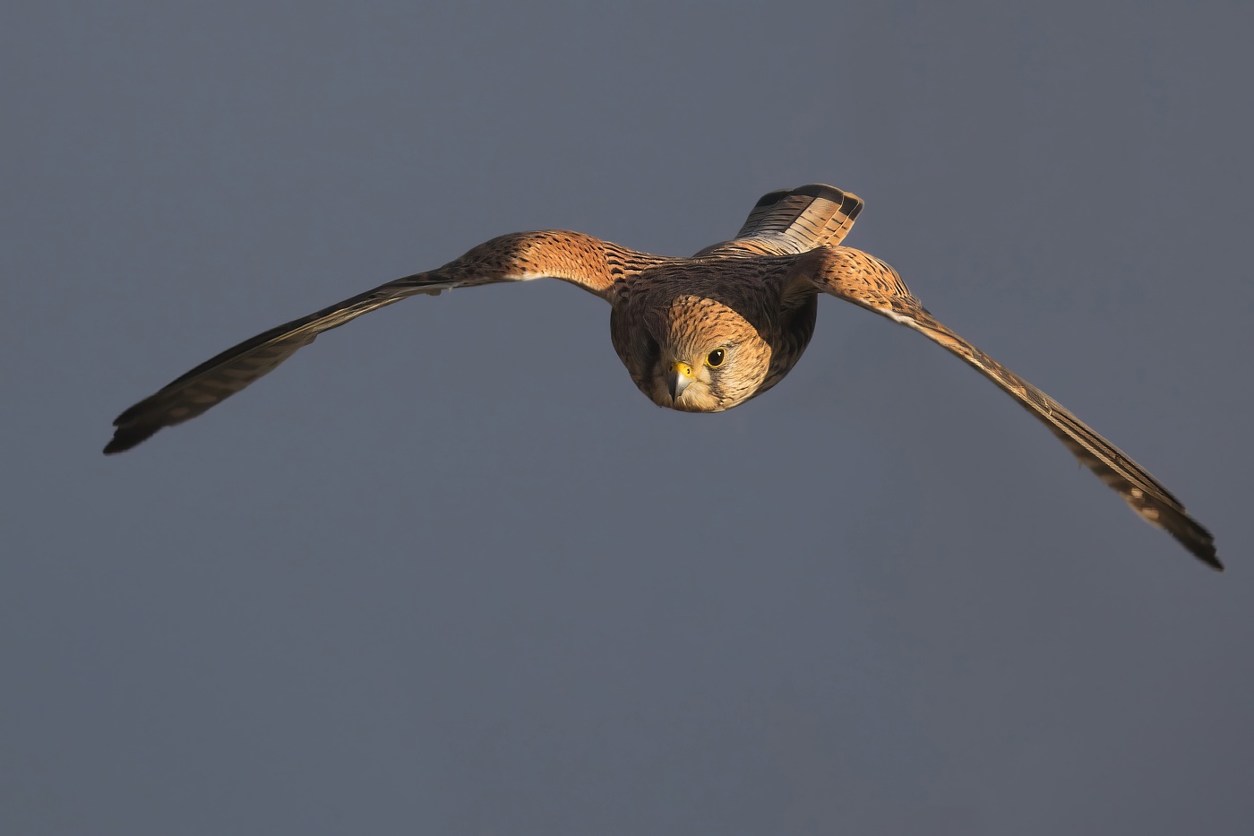 Poštolka obecná  ( Falco tinnunculus )