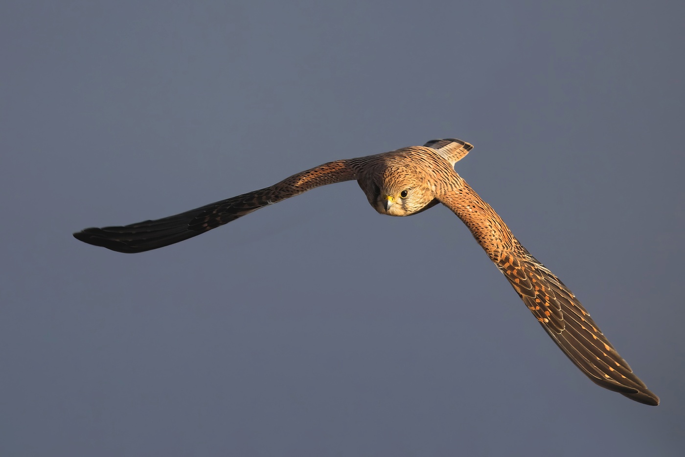 Poštolka obecná  ( Falco tinnunculus )