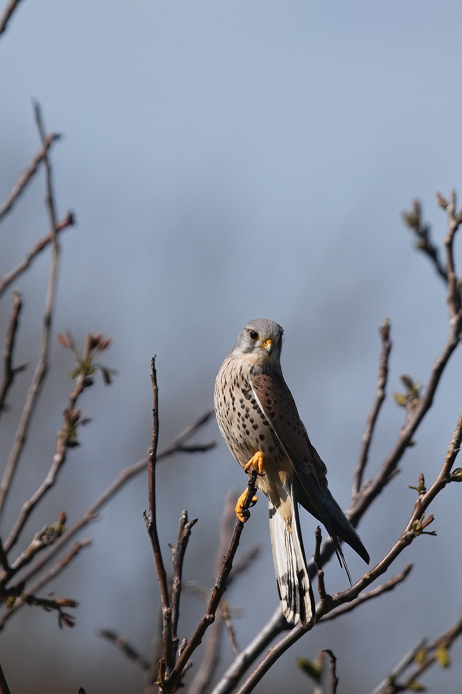 Poštolka obecná  ( Falco tinnunculus )