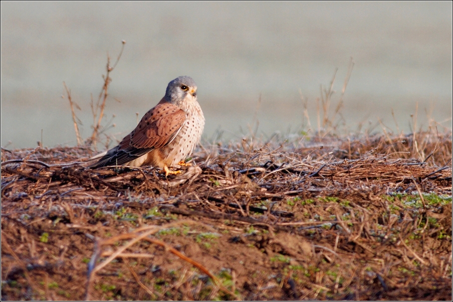 Poštolka obecná ( Falco Tinnunculus )