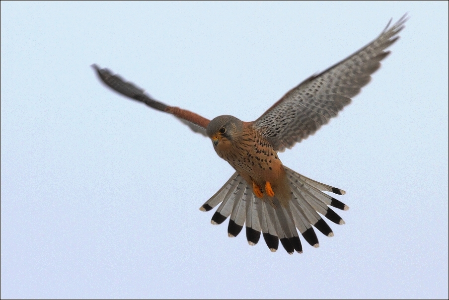 Poštolka obecná ( Falco Tinnunculus )