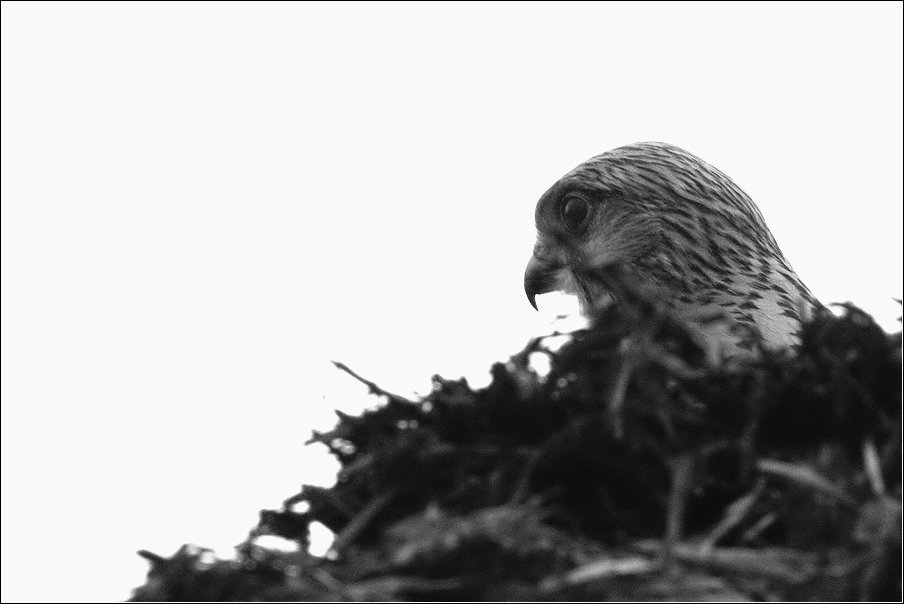 Poštolka obecná ( Falco Tinnunculus )