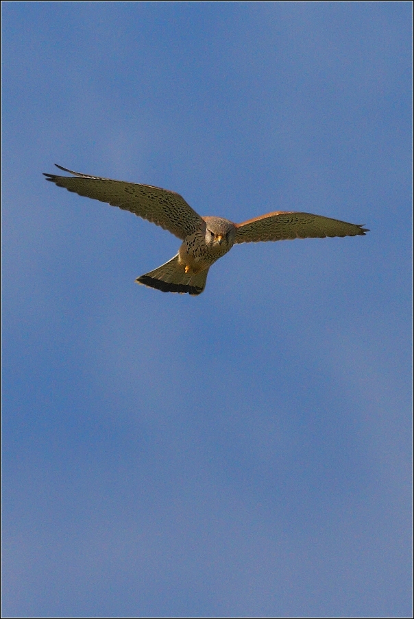 Poštolka obecná ( Falco tinnunculus )