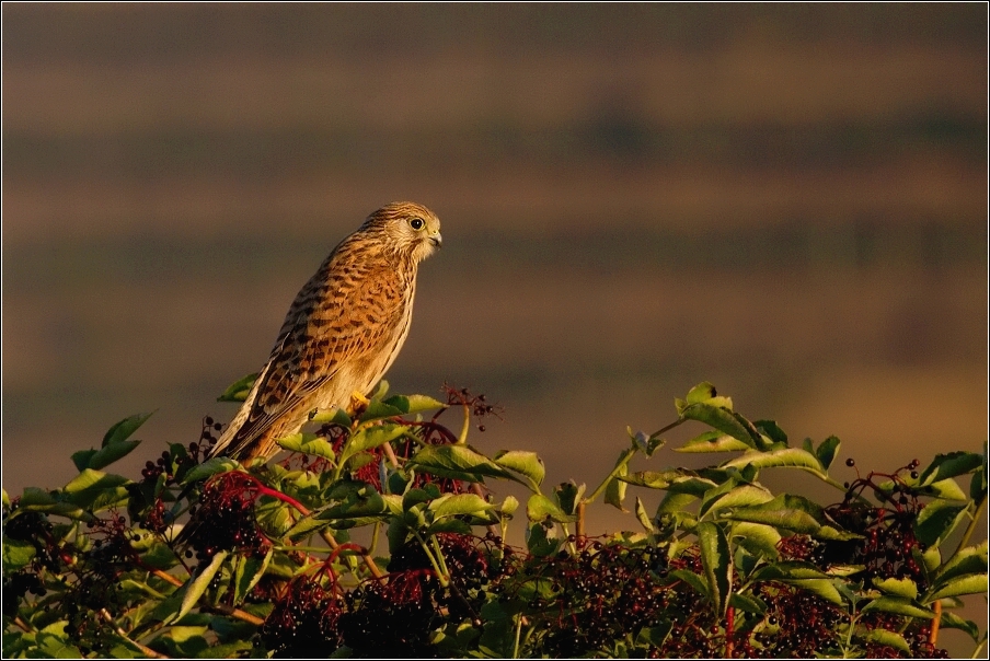 Poštolka obecná ( Falco tinnunculus )