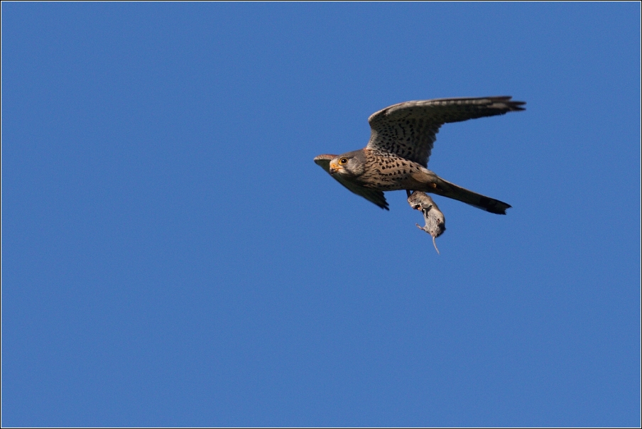 Poštolka obecná ( Falco tinnunculus )