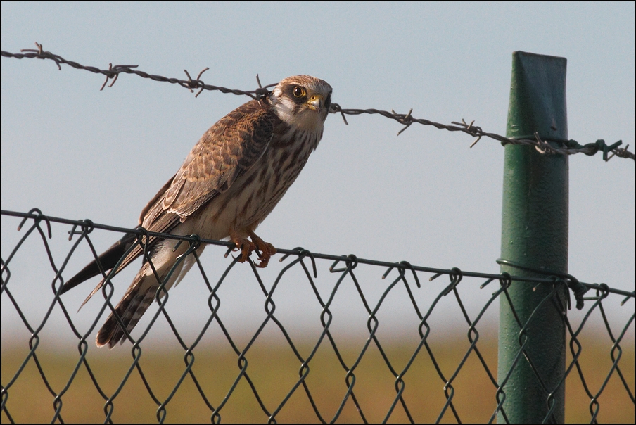 Poštolka rudonohá ( Falco vespertinus )