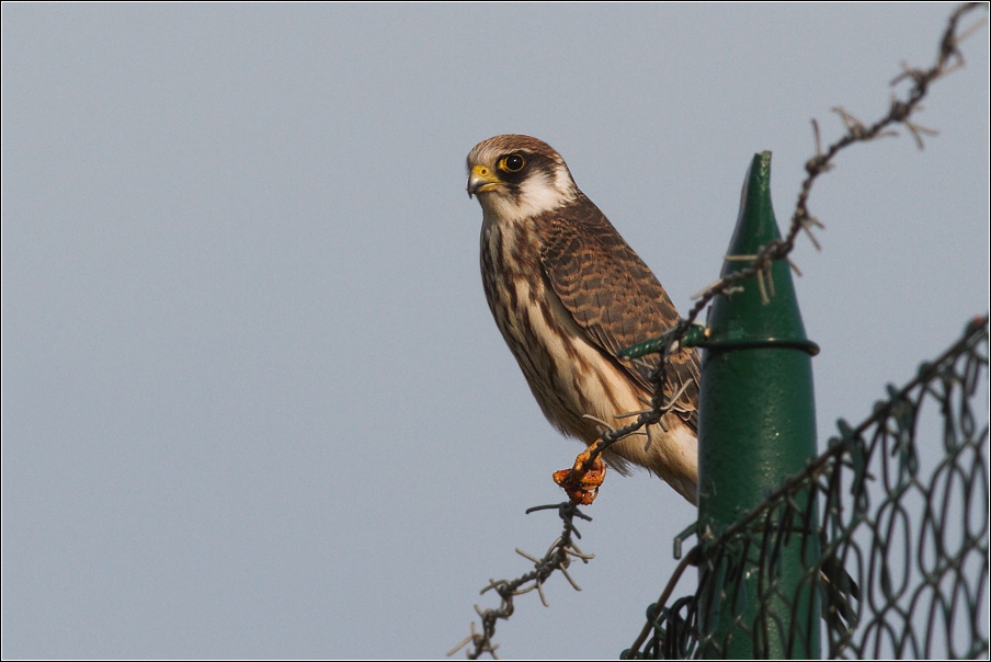 Poštolka rudonohá ( Falco vespertinus )