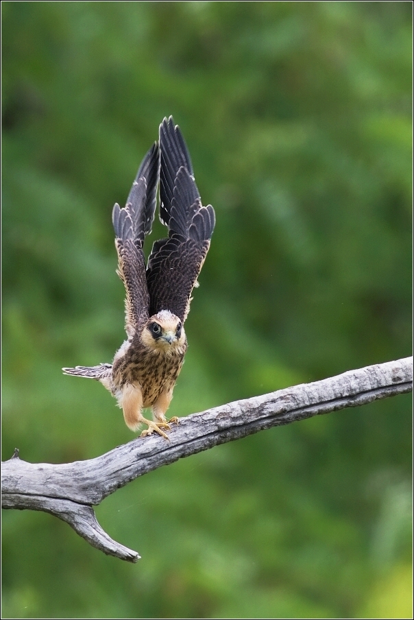 Poštolka rudonohá  ( Falco vespertinus )