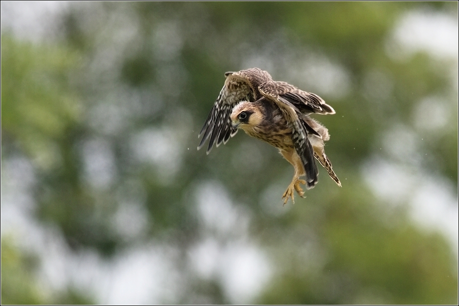 Poštolka rudonohá  ( Falco vespertinus )