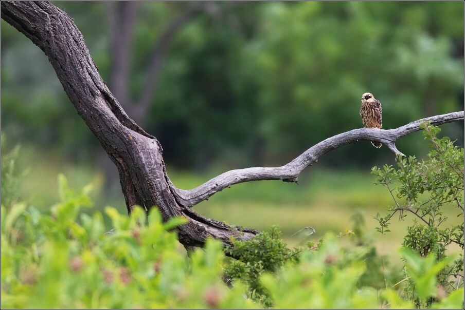 Poštolka rudonohá  ( Falco vespertinus )