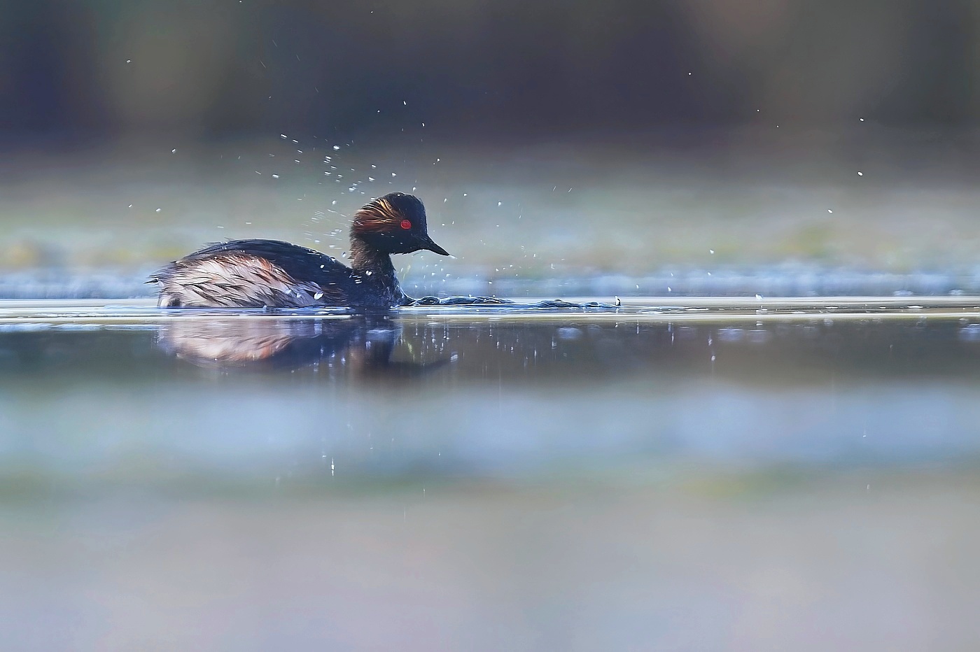 Potápka černokrká  ( Podiceps nigricollis )