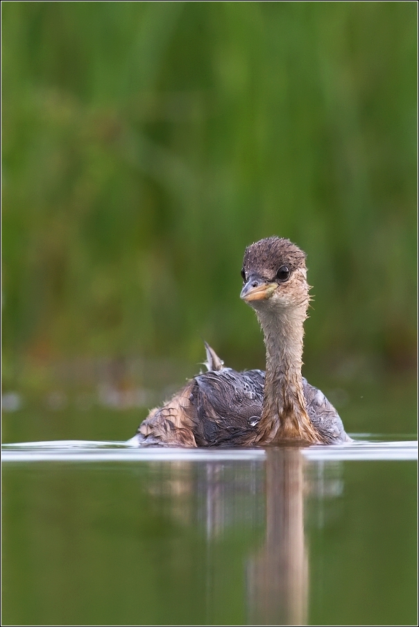 Potápka malá  ( Tachybaptus ruficollis )