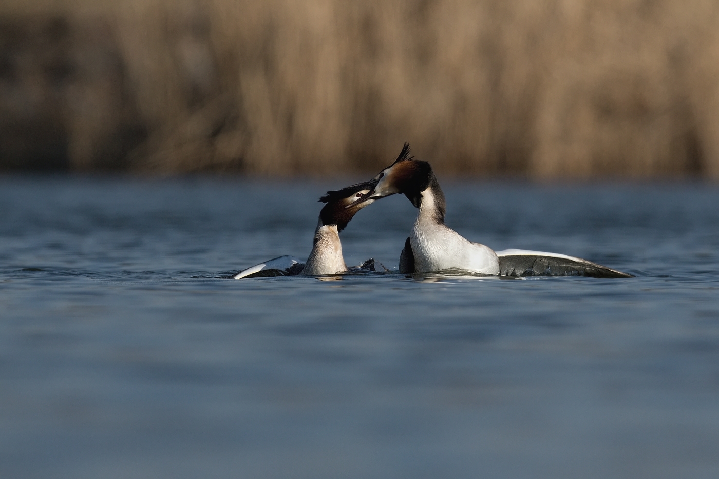 Potápka roháč  ( Podiceps cristatus )