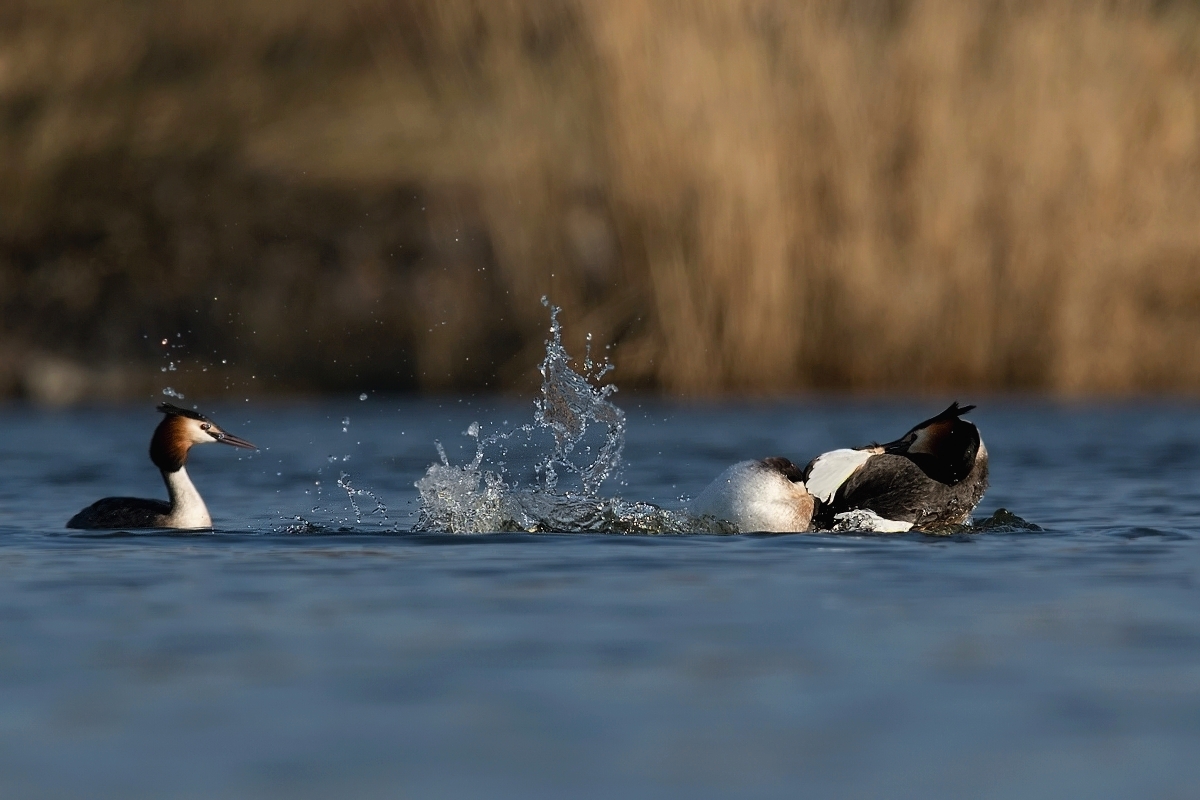 Potápka roháč  ( Podiceps cristatus )