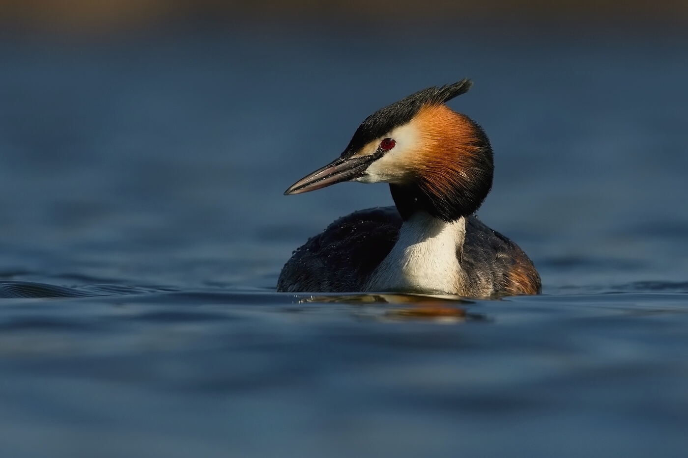 Potápka roháč  ( Podiceps cristatus )