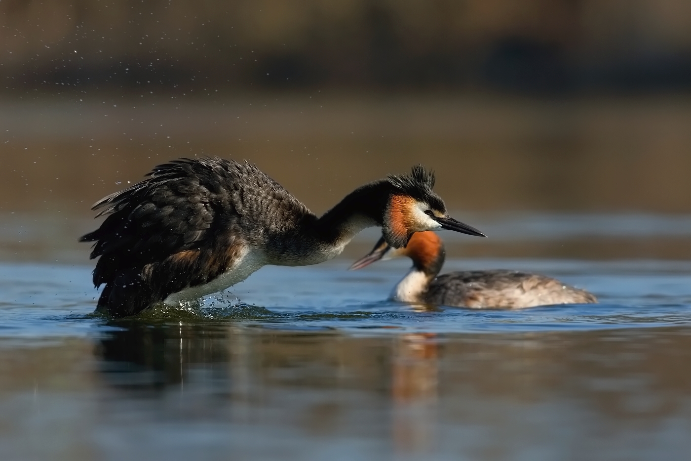 Potápka roháč  ( Podiceps cristatus )