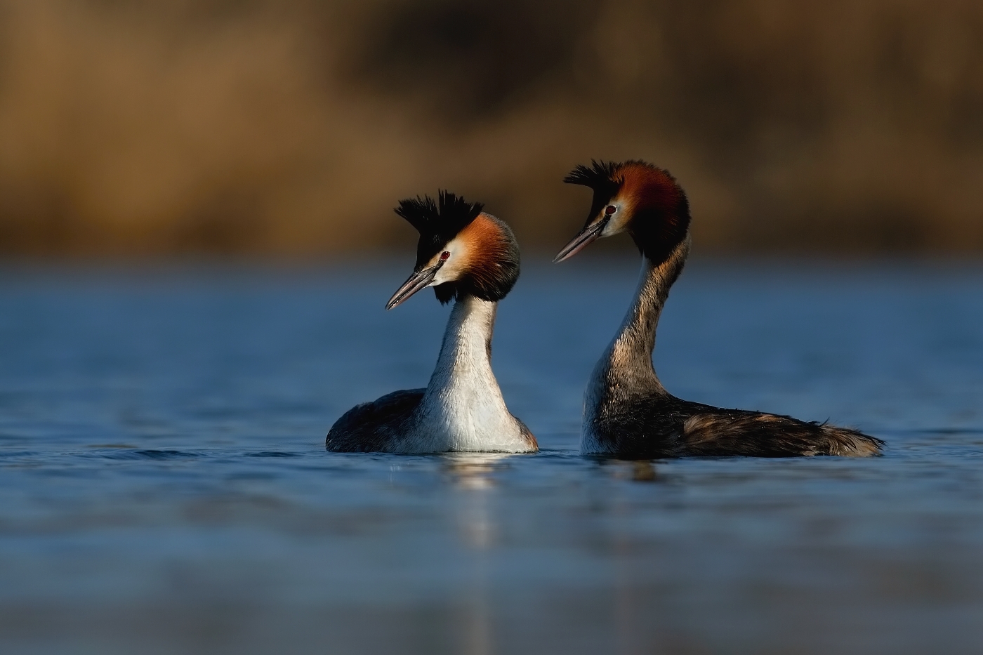 Potápka roháč  ( Podiceps cristatus )